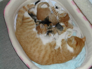 ママと一緒にゃん