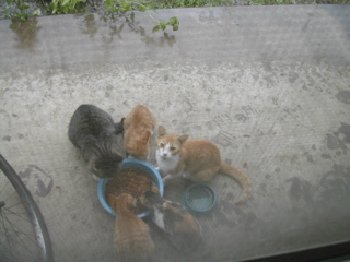 こづなファミリー