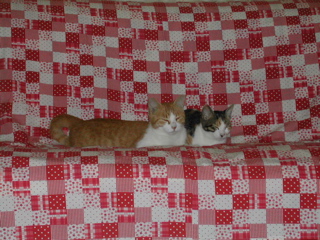 仲良しかにゃ？