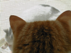 見てるだけにゃ