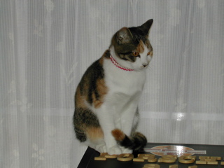 高見の見物じゃ～～