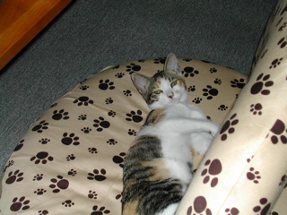 私の場所だにゃん