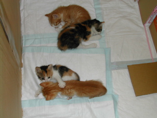 眠いのけど遊びたいの