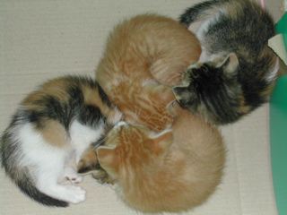 ねこ団子だにゃん