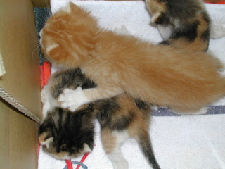 どっけ！どっけ！