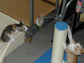 ちゅーを取れ～