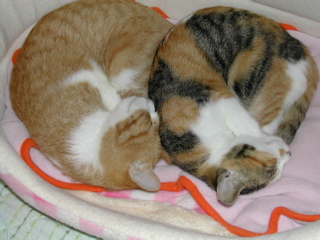 同じ方向だにゃん