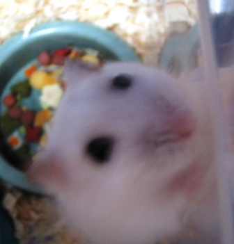 mimi9.JPG