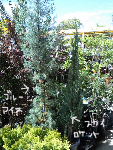 スカイロケットとブルーアイス