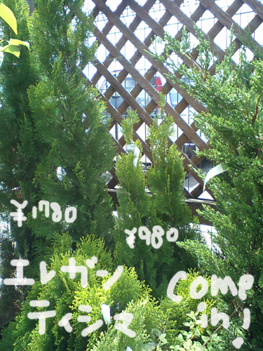 エレガンティシマ