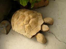 木の亀.JPG