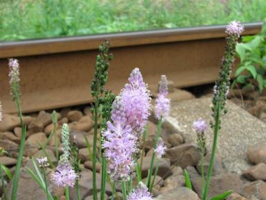 鹿島鉄道の線路に咲いていた『花』