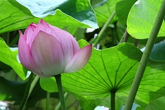 三渓園2