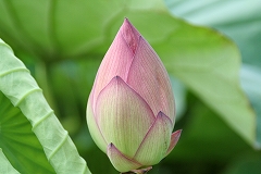 蓮7