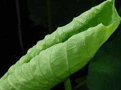 蓮11