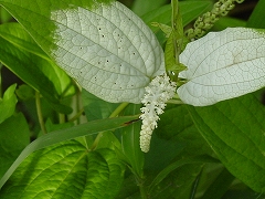 何