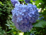 紫陽花4