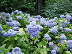 紫陽花5