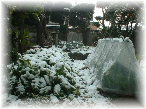 家庭菜園１