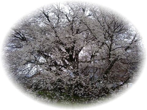 一心行の大桜