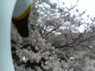 白鳥から桜.jpg