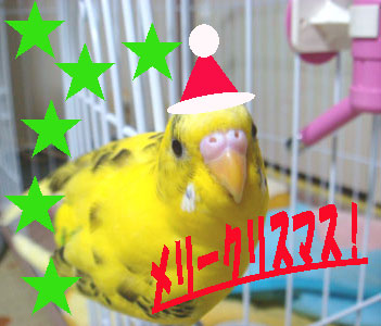 レモン12月24日