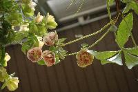 クリスマスローズ