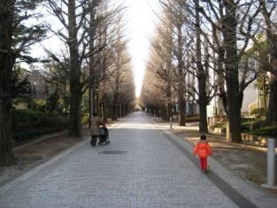 東京大学　駒場　銀杏並木.JPG