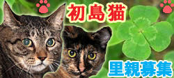 初島の猫たち.jpg