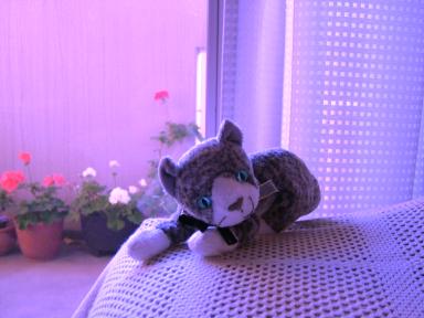 2007年５月ゼラニウムとねこ 056.jpg