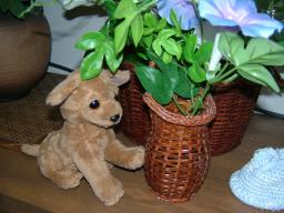 2007年8月ねこの挙式 231.jpg