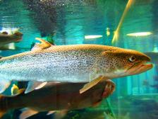 2007年7月箱根園 014.jpg