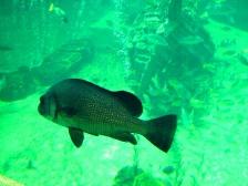 2007年7月箱根園 010.jpg