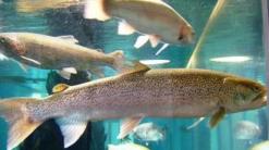 2007年7月箱根園 067.jpg