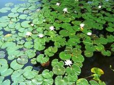 2007年7月箱根園 033.jpg