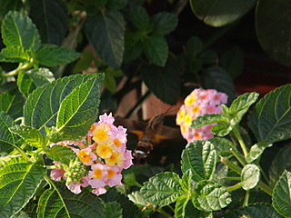 Lantana