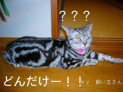 P1020203.jpg