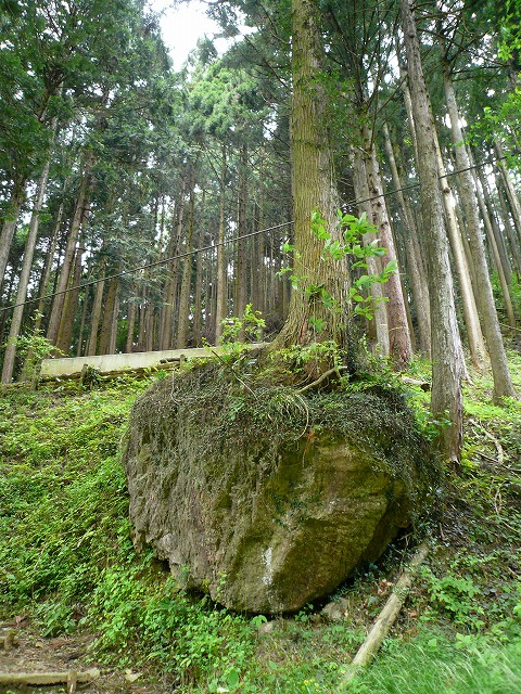 ど根性