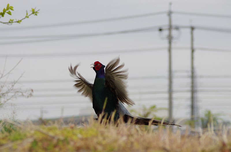 トキナーキジ０３.jpg