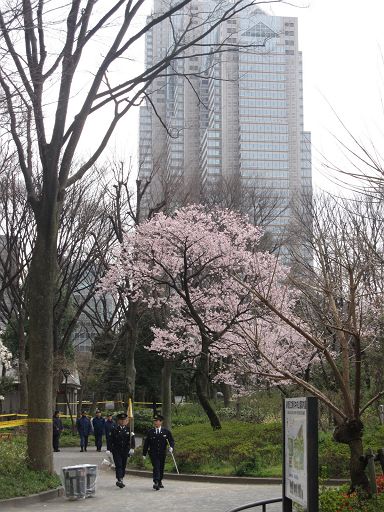 都庁と桜