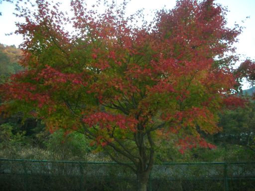 かえでの紅葉