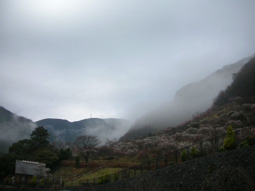 綺麗な梅園