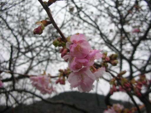 早春の河津桜