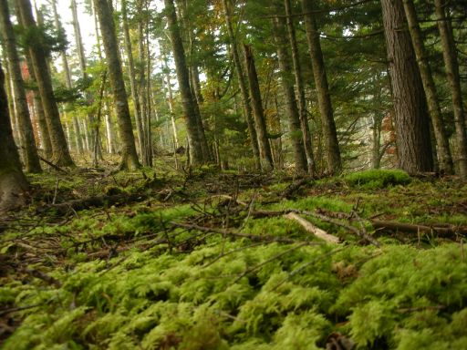 苔生した樹林