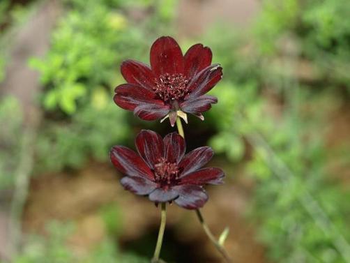 我が家の庭の花たち その2 67 4 7 ろーずまりーの花と散歩と日記 楽天ブログ