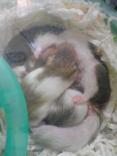 ごっきゅごっきゅ＊