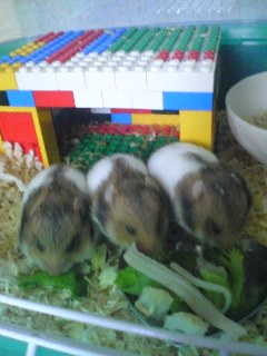 並んで食べて～