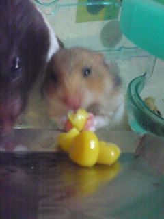 ままとまぐまぐ