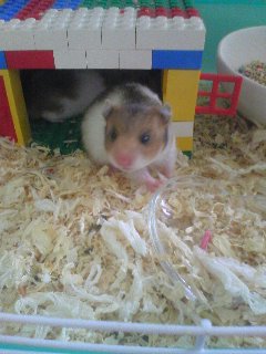 こにゃにゃちヒマワリ