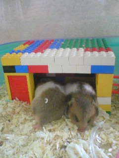 長いハムスター